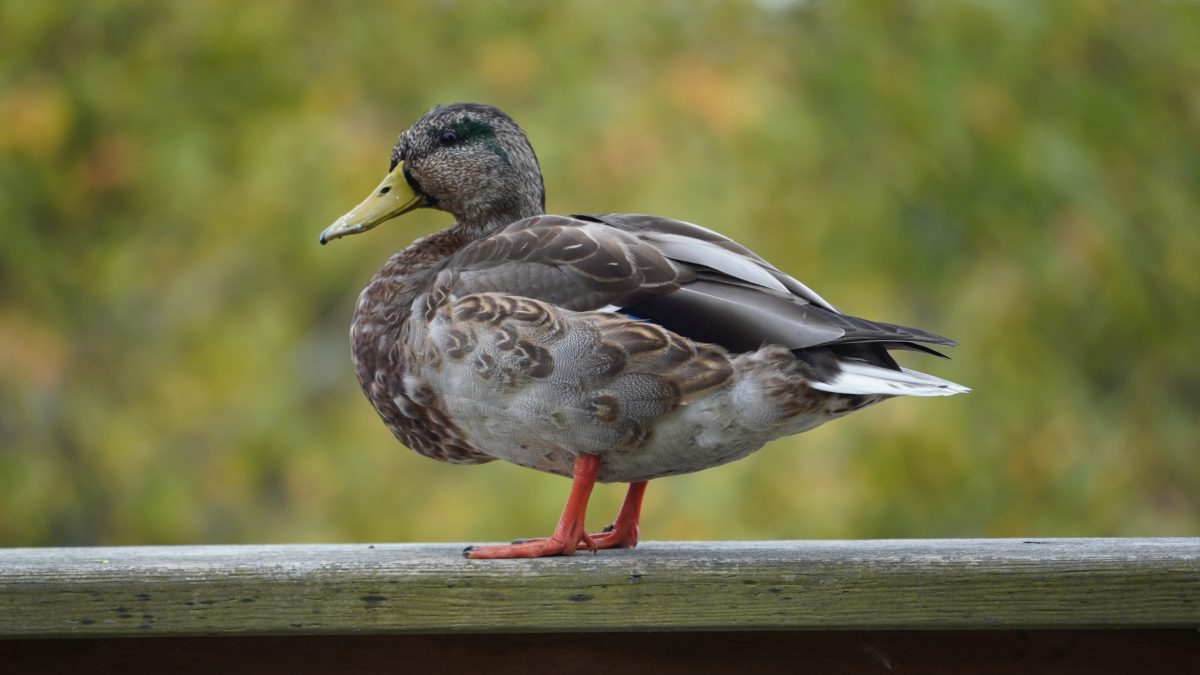 Male mallard