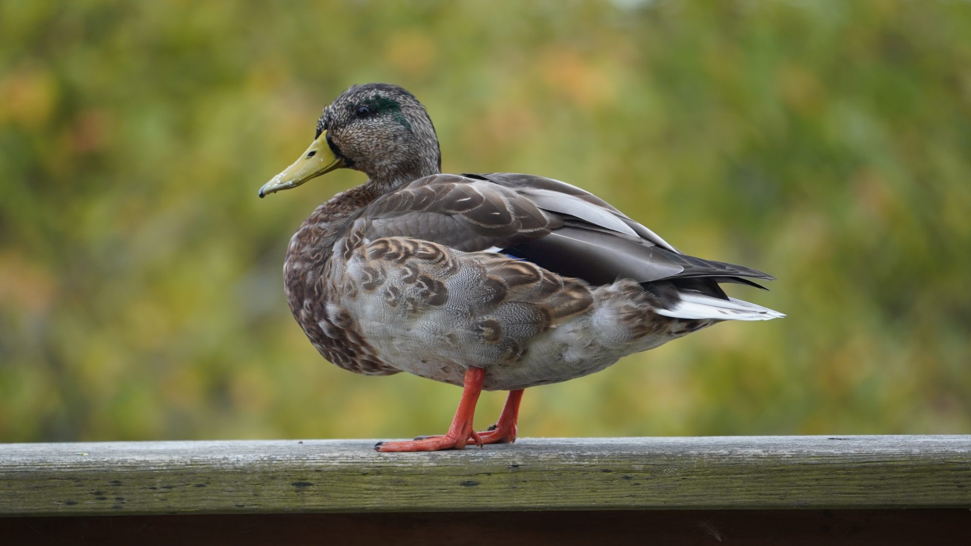 Male mallard