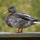 Male mallard, nonbreeding colours