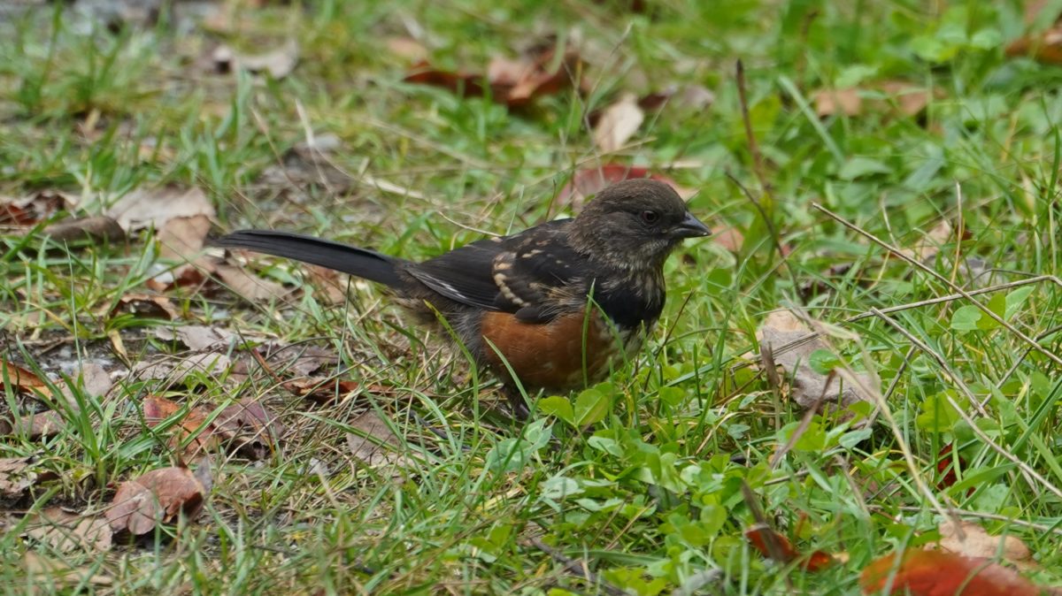 Juvenile spotted towhee