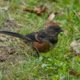 Juvenile spotted towhee