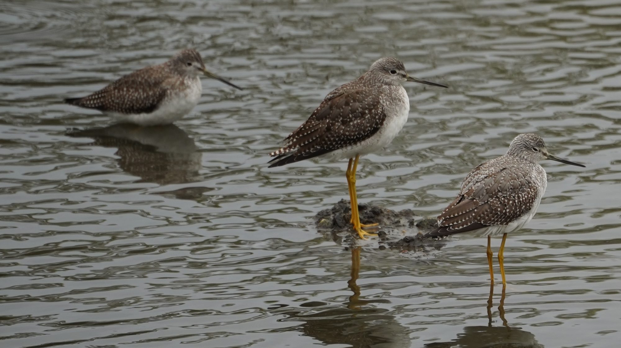 Greater Yellowlegs