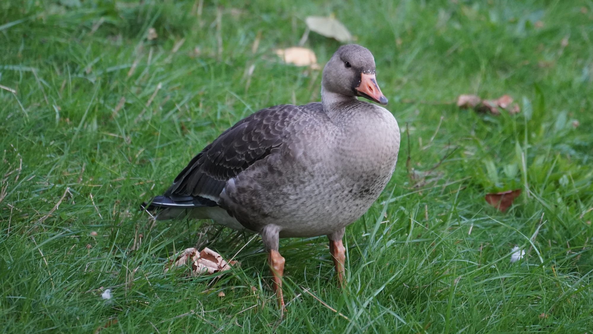 White-fronted goose