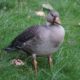 White-fronted goose