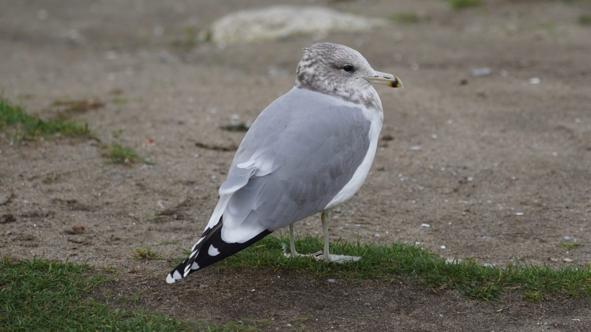 California gull