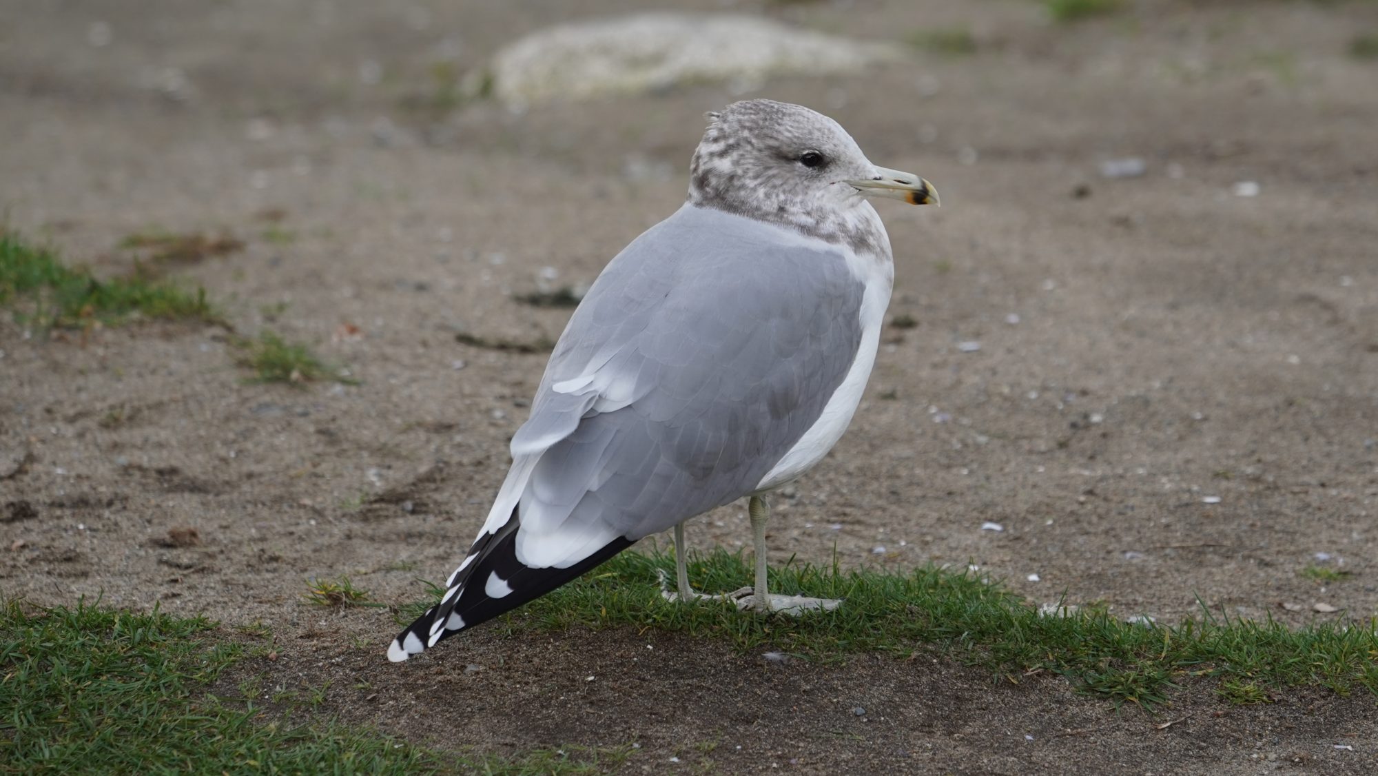 California gull