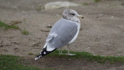 California gull