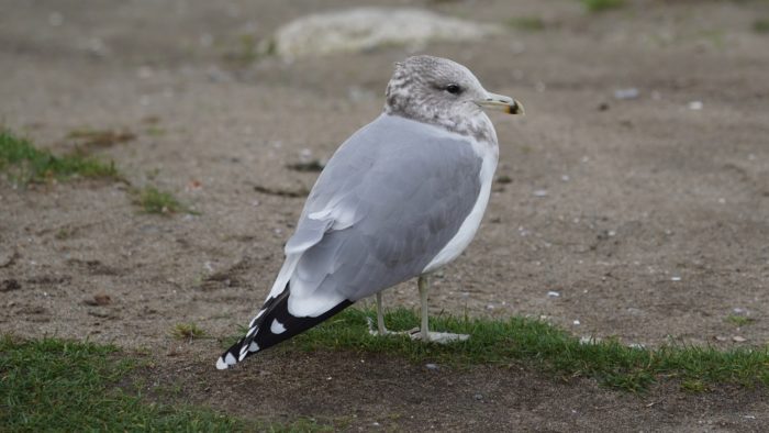 California gull