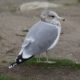 California gull