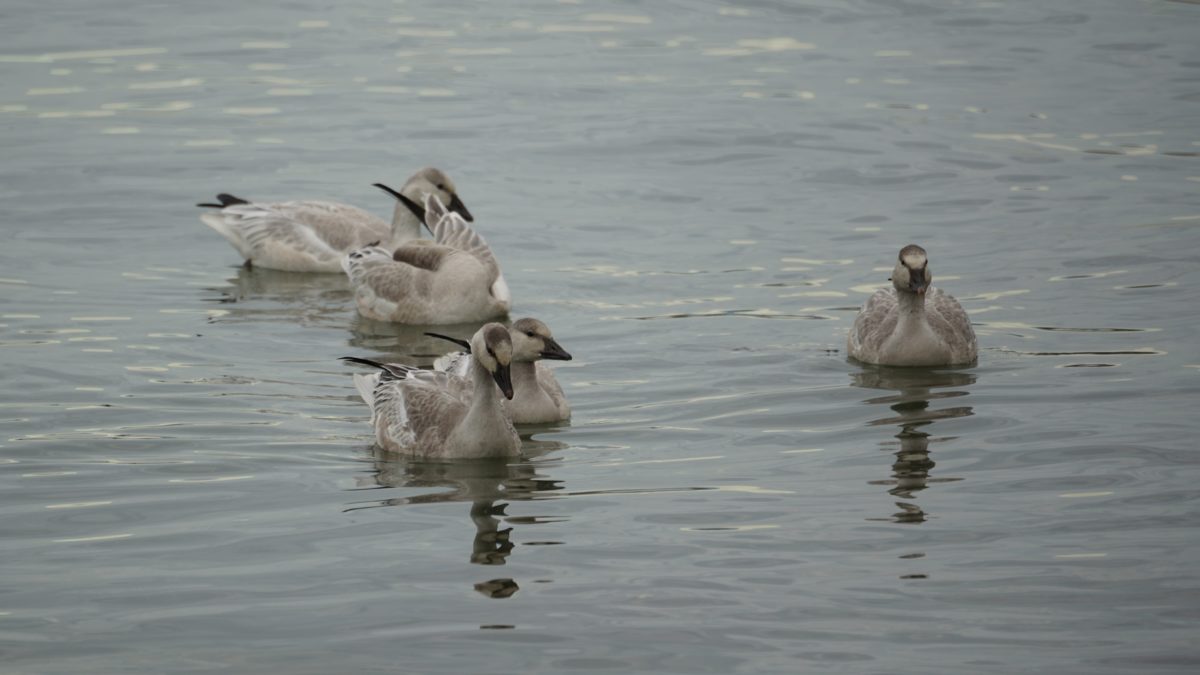 Juvenile snow geese