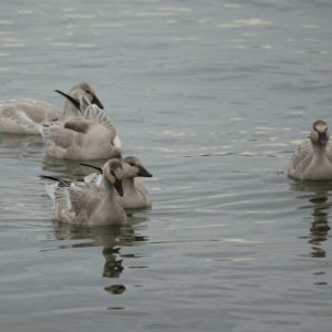 Juvenile snow geese