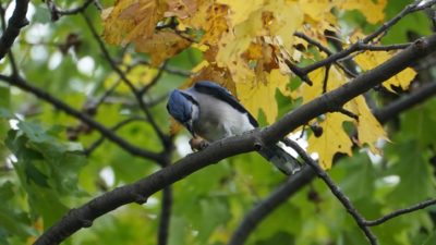 Blue jay working on an acorn