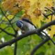 Blue jay working on an acorn