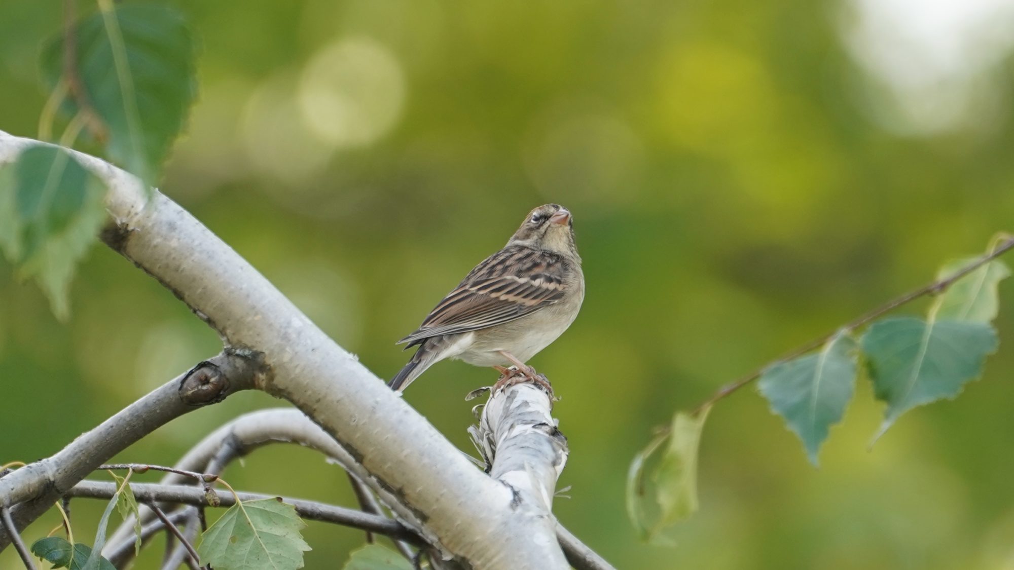 Chipping sparrow