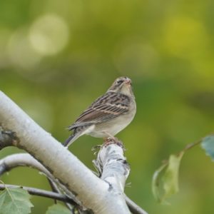 Chipping sparrow