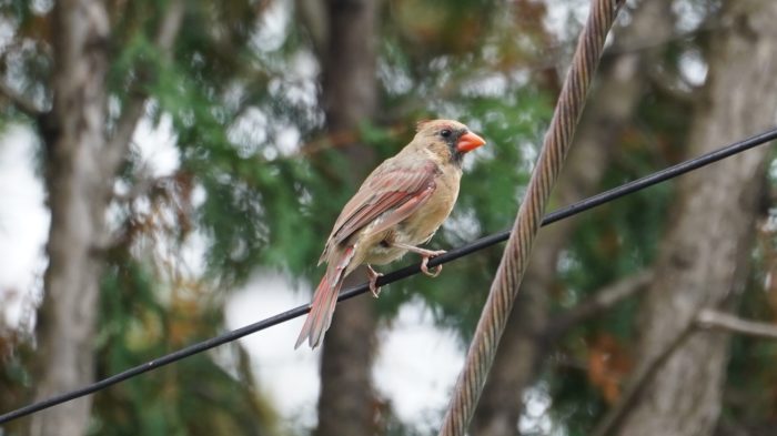 Female northern cardinal