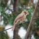 Northern Cardinal