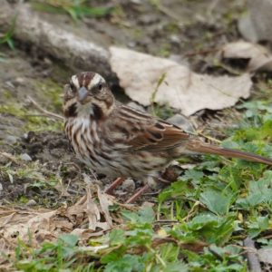 Eastern song sparrow