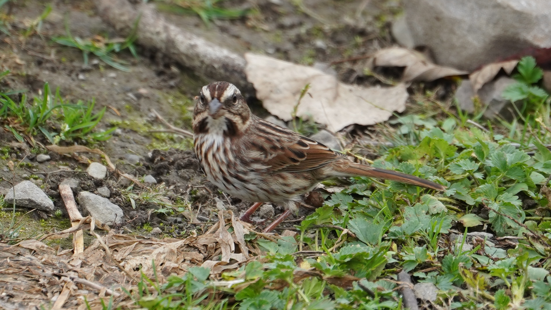 Eastern song sparrow