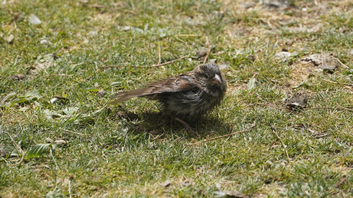 juvenile house sparrow