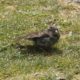 Juvenile house sparrow