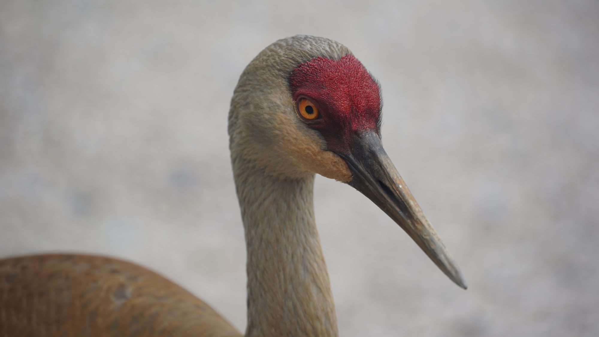 Sandhill crane