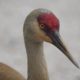 Sandhill crane, closeup