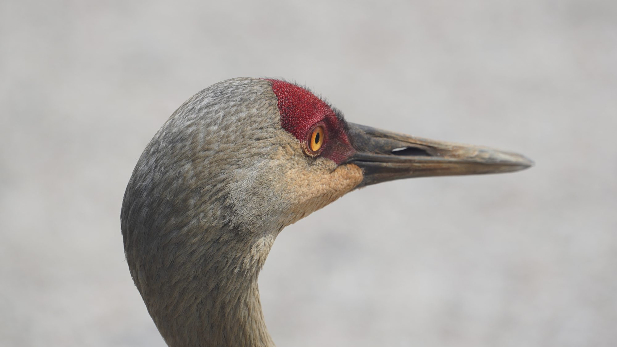 Sandhill crane profile