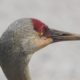Sandhill crane profile