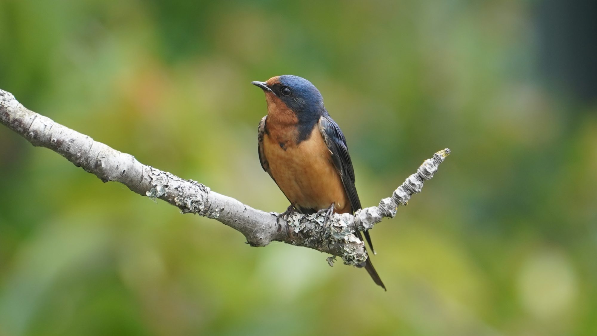 Barn swallow