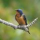 Barn swallow posing, 1