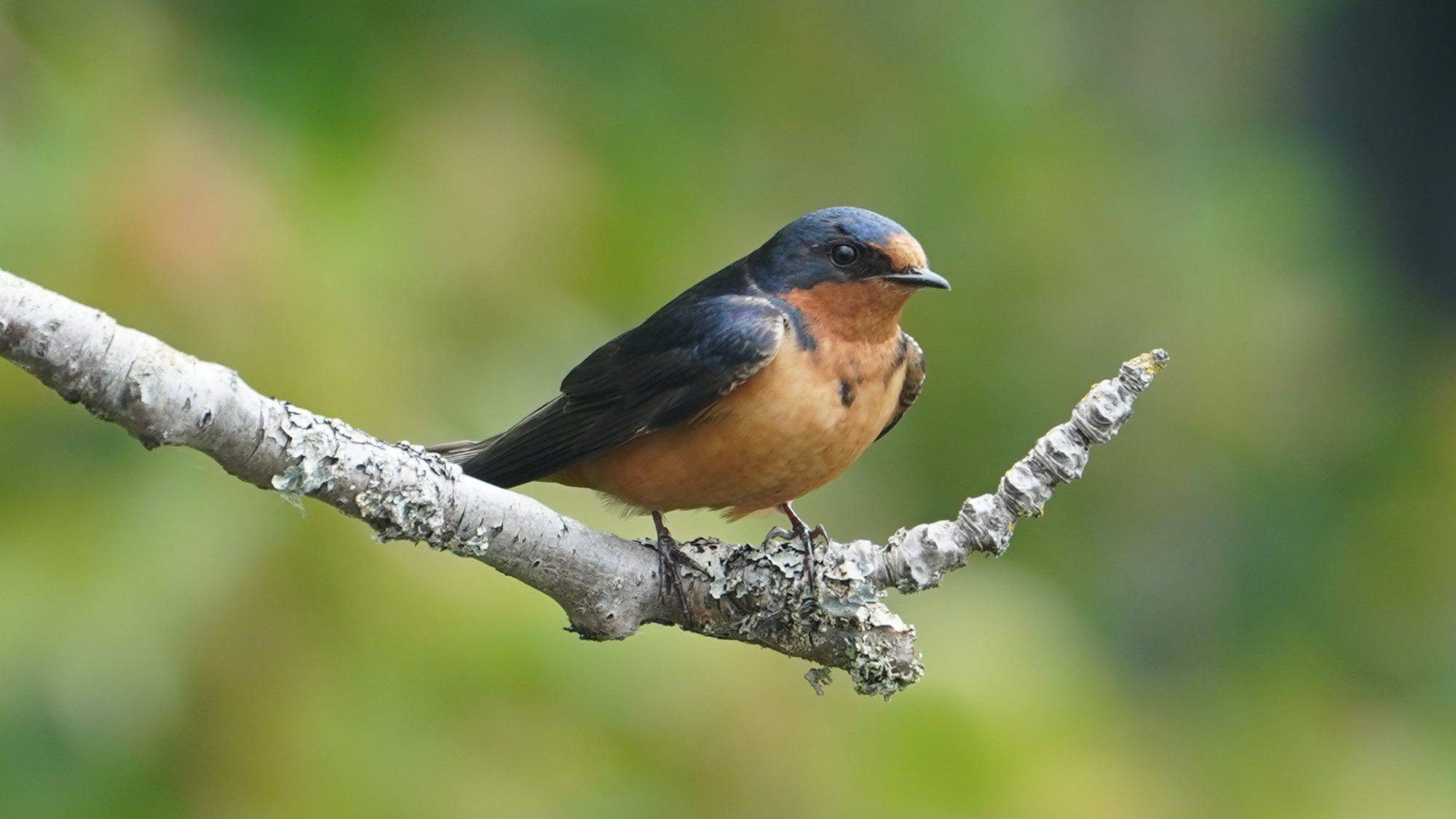 Barn swallow