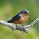 Barn swallow posing, 2