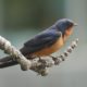 Barn swallow posing, 3