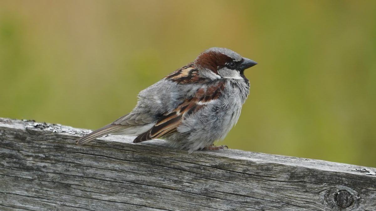 Fluffy house sparrow