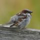 Fluffy house sparrow