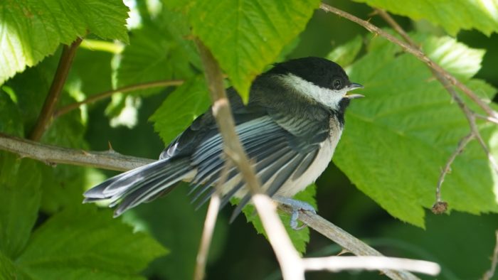 Stretching chickadee