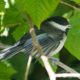 Stretching chickadee