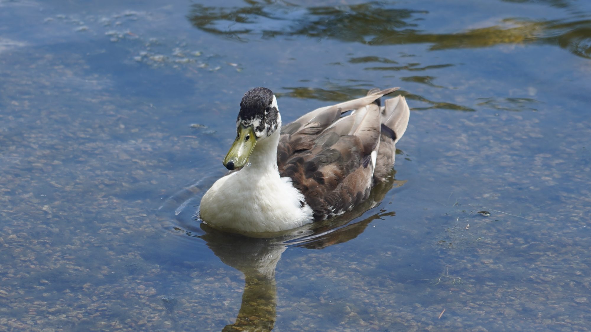 Mottled duck
