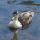 Mottled duck