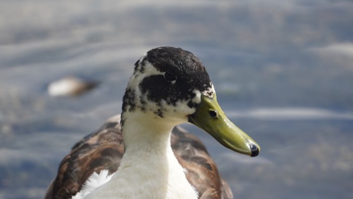 Duck close up