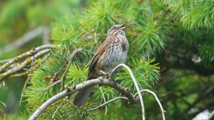 Song sparrow