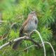 Sparrow in song