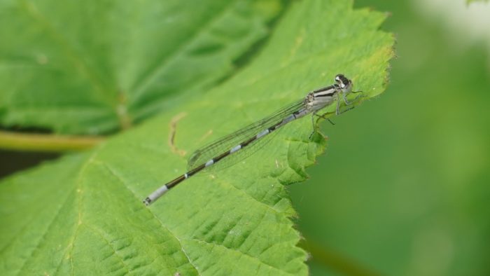 Damselfly