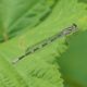 Damselfly