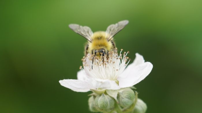 Bumblebee in flower