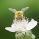 Bumblebee, narrow depth of field