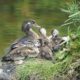 Wood duck mom and babies