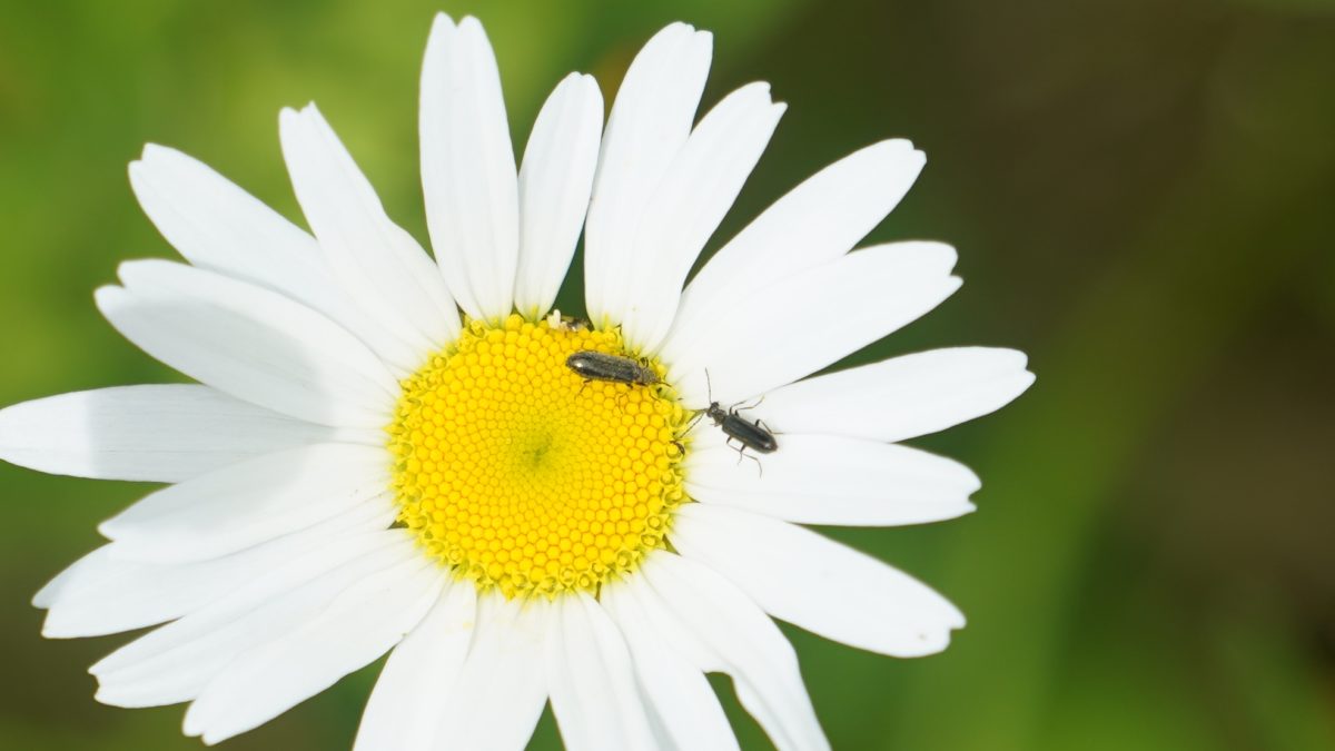 Daisy with ants
