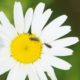 Daisy daisy